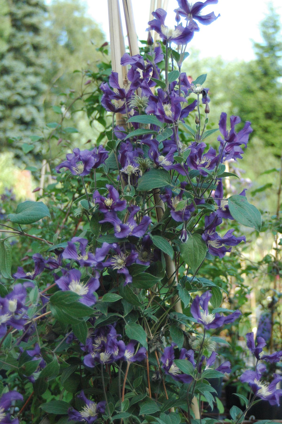 Клематис Blue Piroette