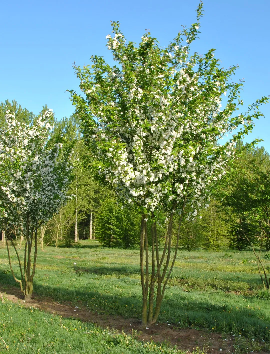 Яблоня Madonna (Мадонна)