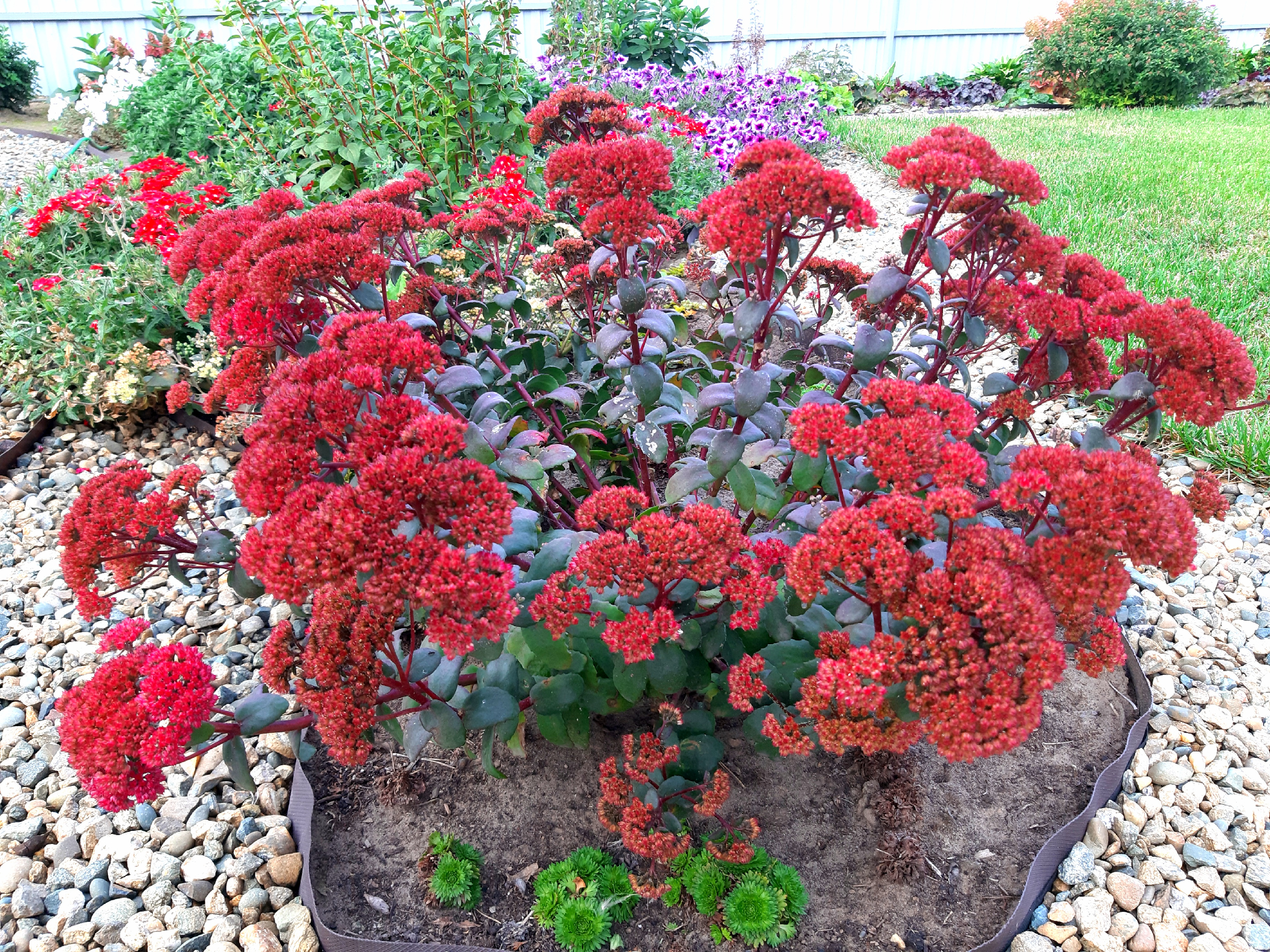 Седум гибридный Red Cauli