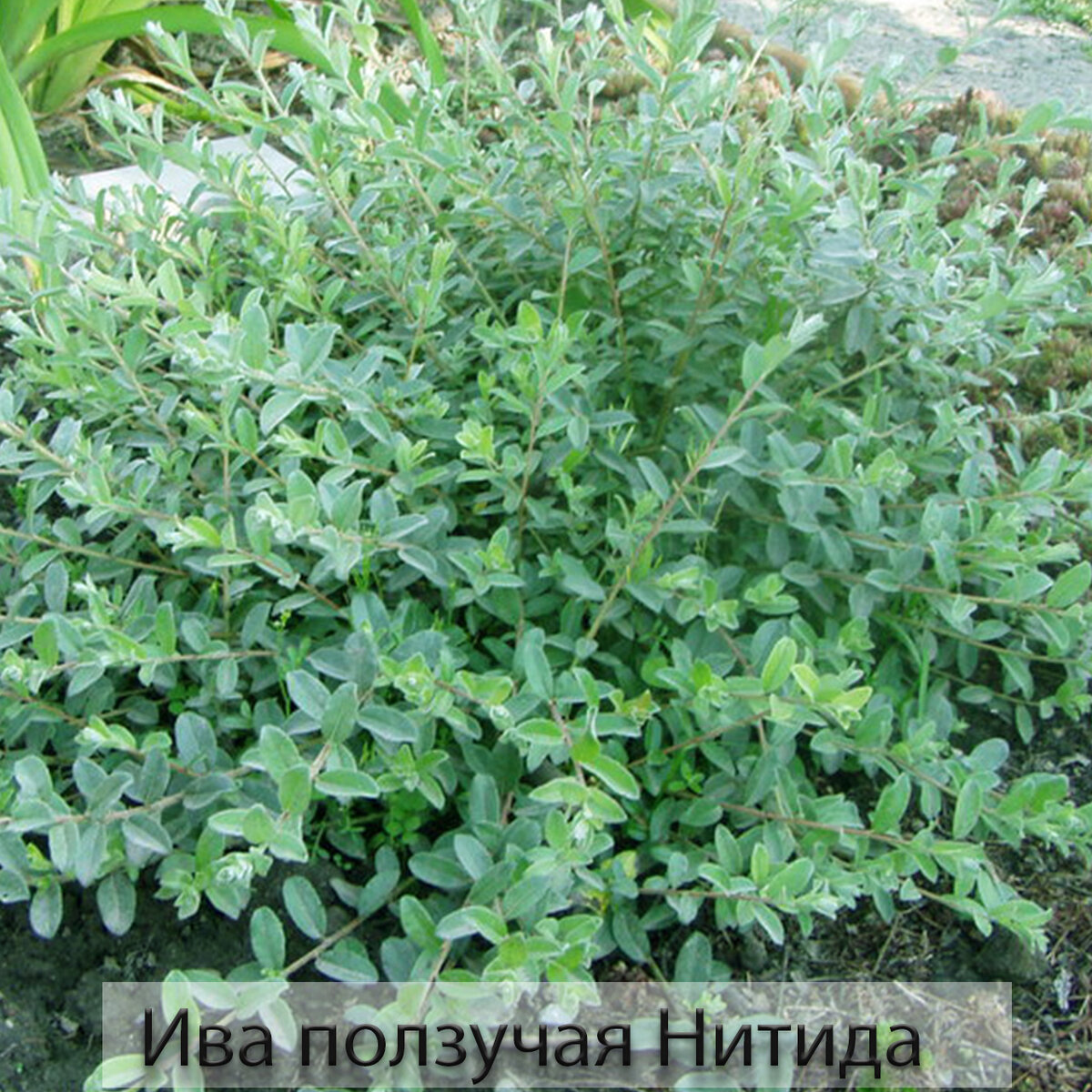 Ива Нитида