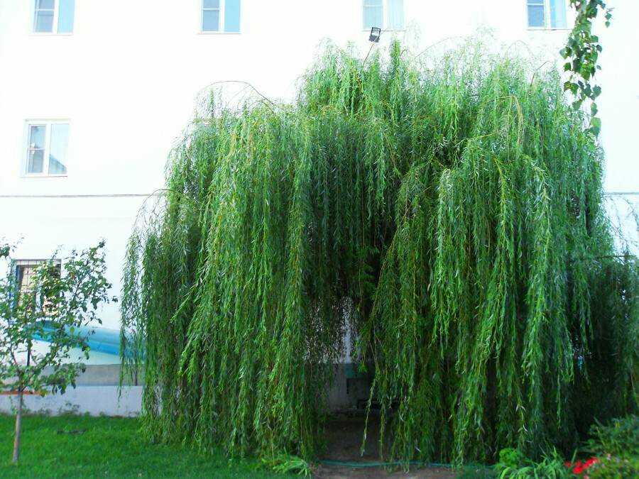 Ива Ледебура