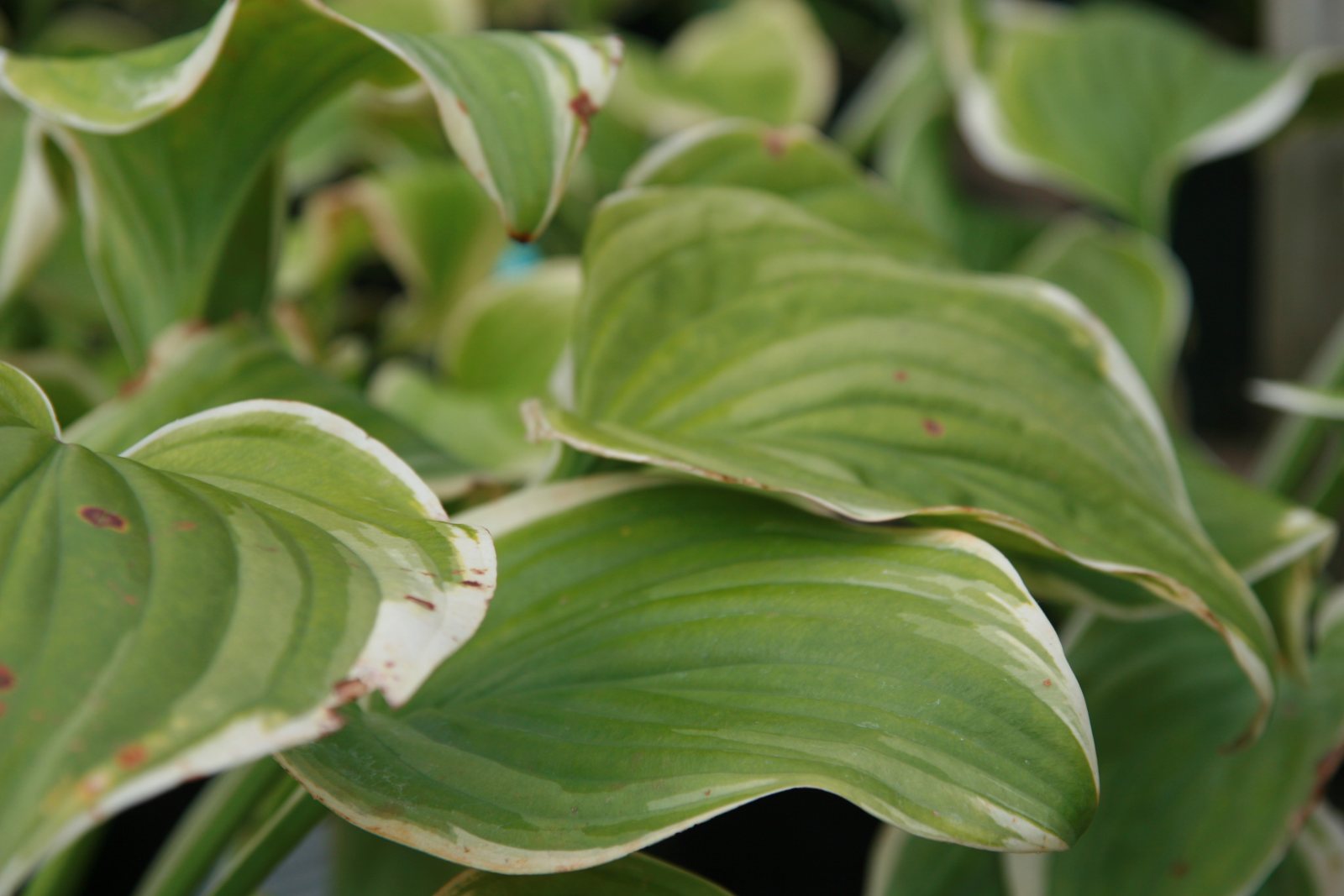 Хоста гибридная Фрагрант Букет х hybrium Fragrant Bouqet