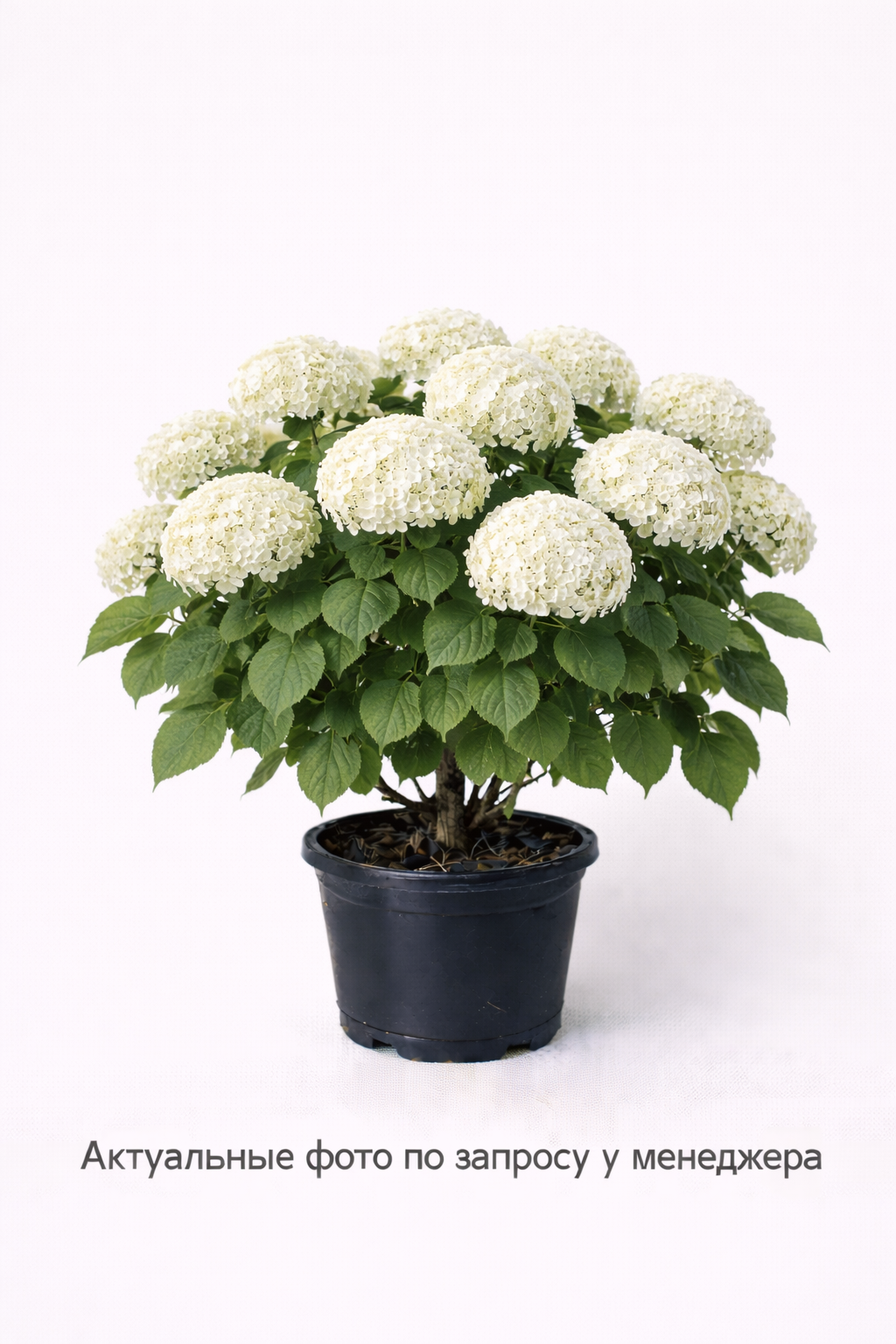 Гортензия древовидная Annabelle, (2024 год)