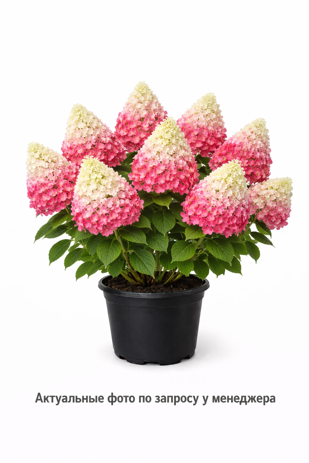 Гортензия метельчатая Diamant Rouge, (2024 год)