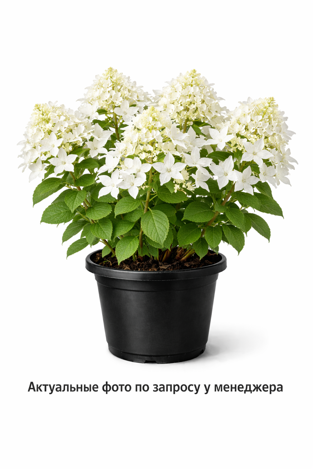 Гортензия метельчатая Great Star, (2023 год)