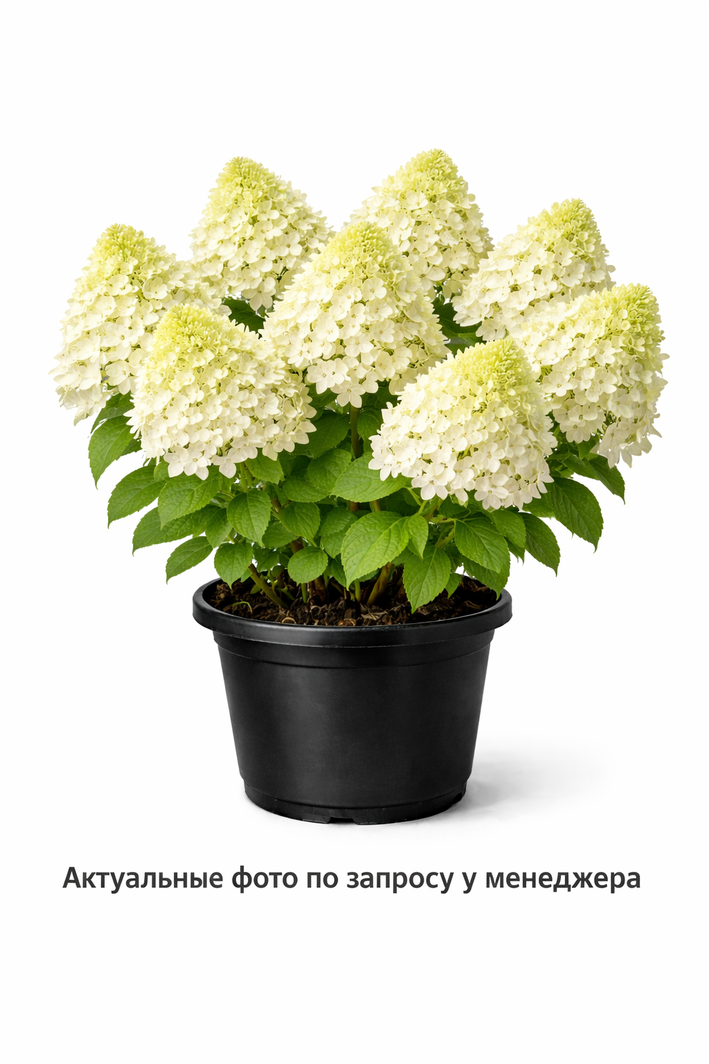 Гортензия метельчатая Limelight, (2023 год)