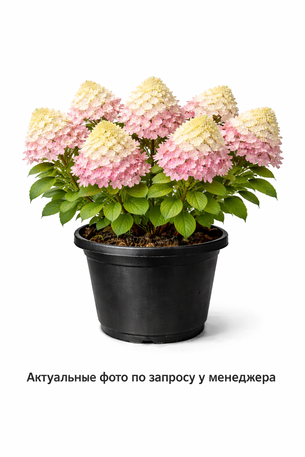 Гортензия метельчатая Polestar, (2024 год)