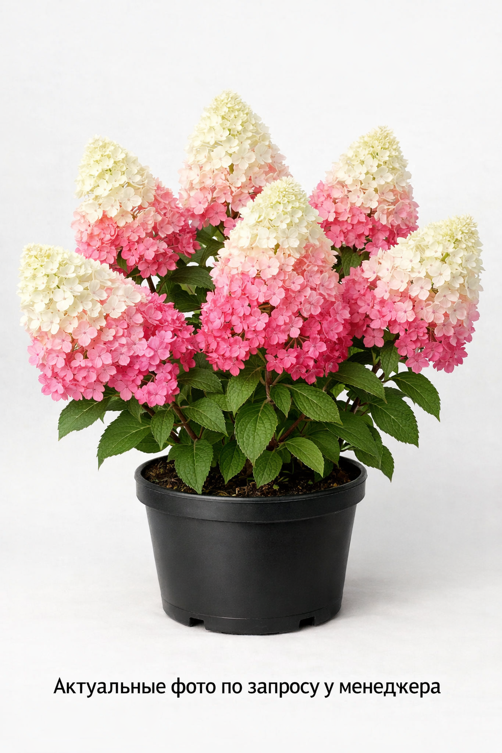 Гортензия метельчатая Sundae Fraise, (2024 год)