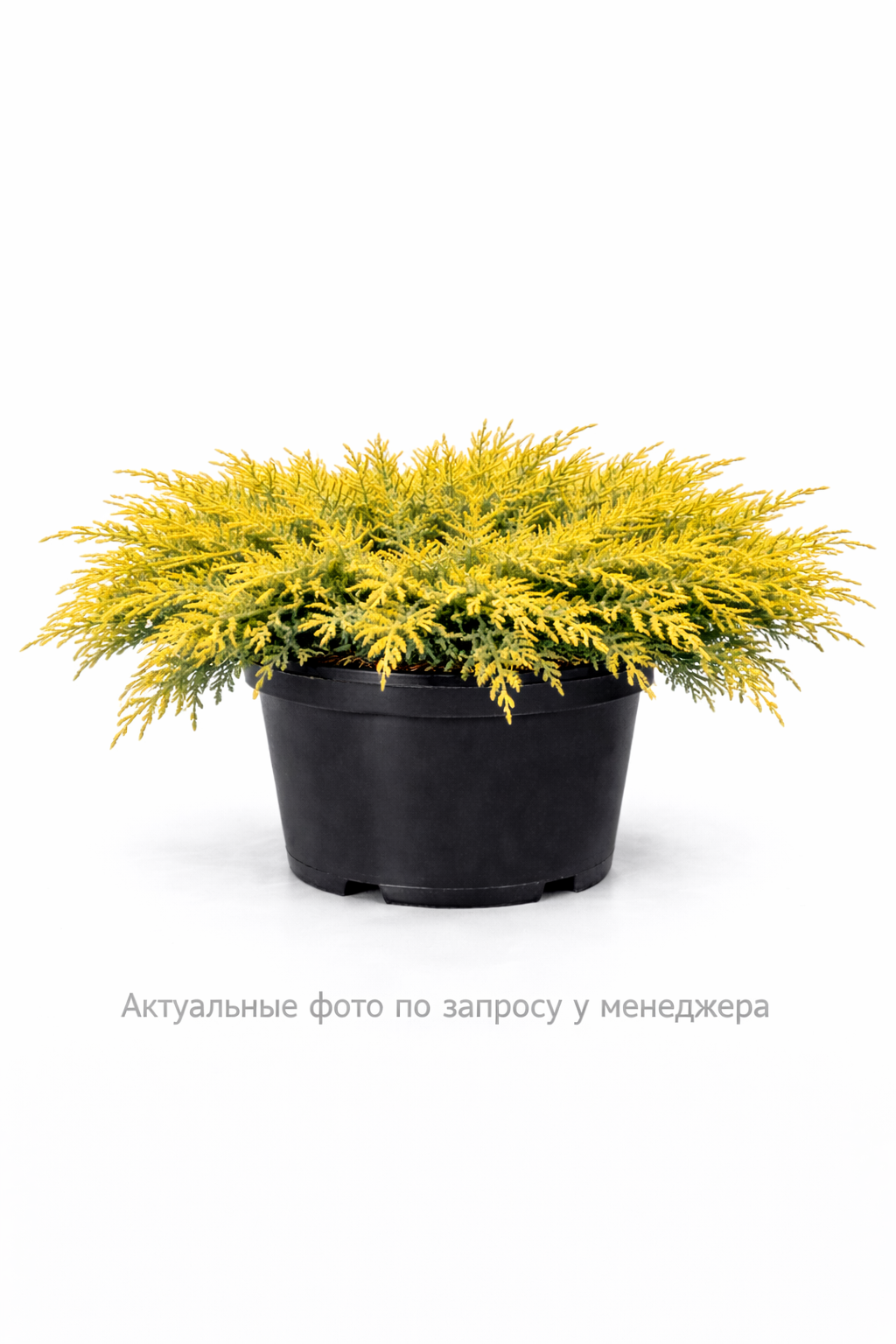 Можжевельник среднии Голд Киссен