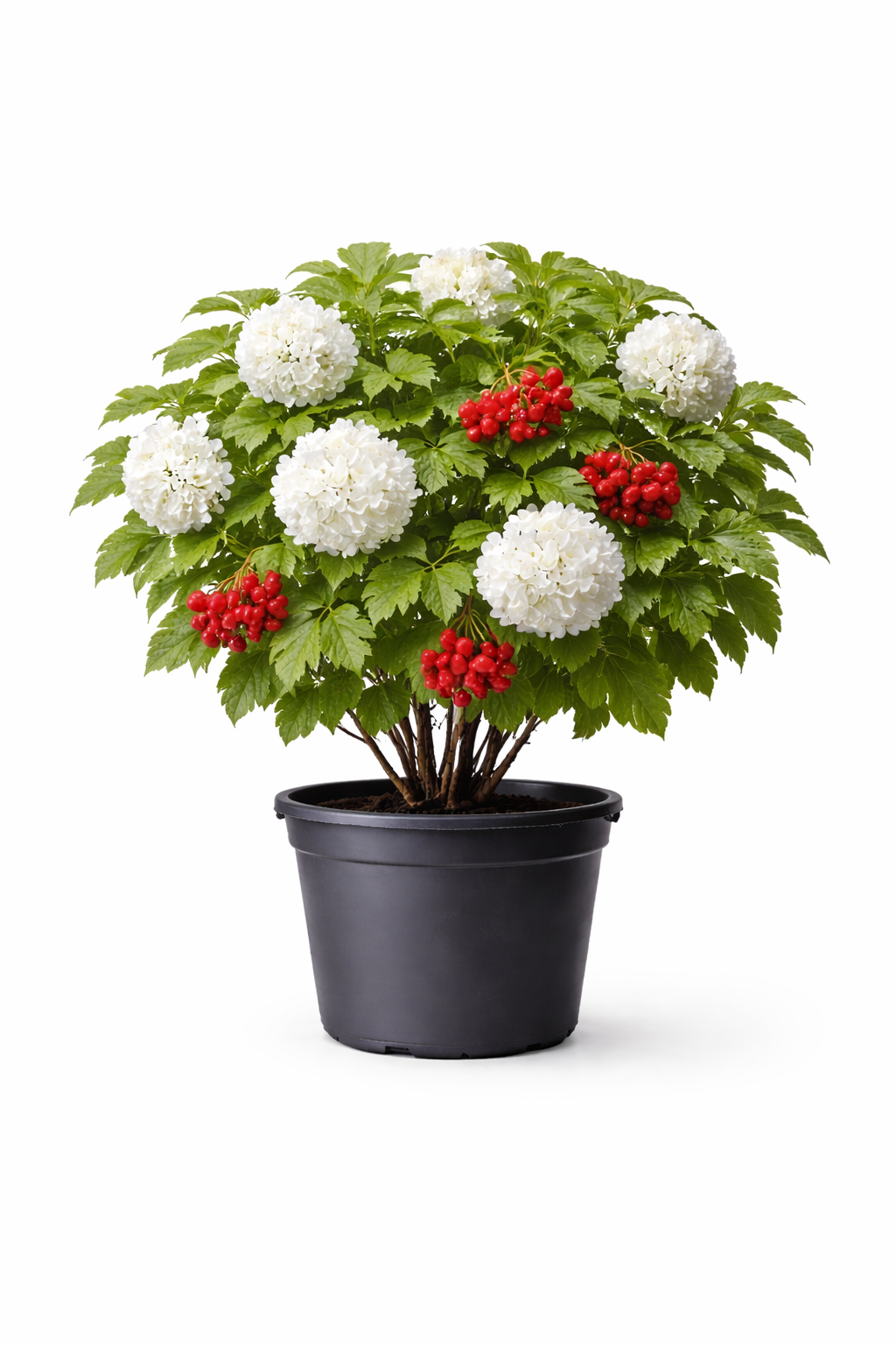 Калина обыкновенная Compactum, (2024 год)