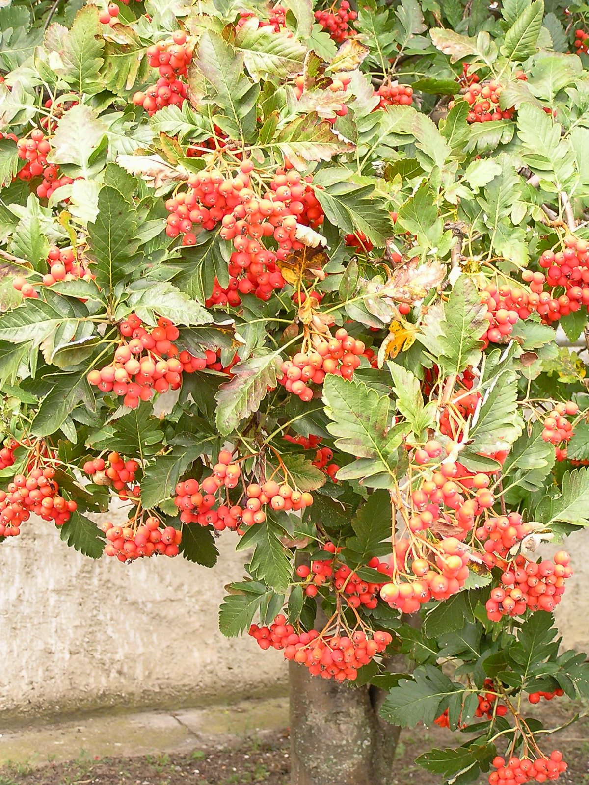 Рябина промежуточная