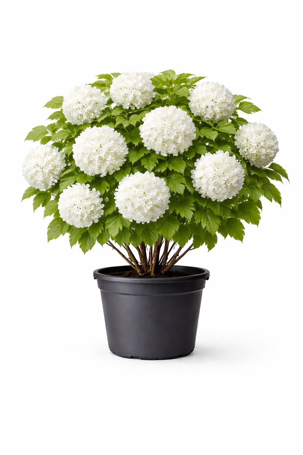 Калина обыкновенная Roseum, (2024 год)