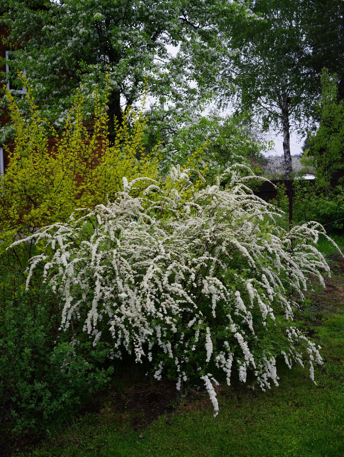Спирея серая Грефшеим