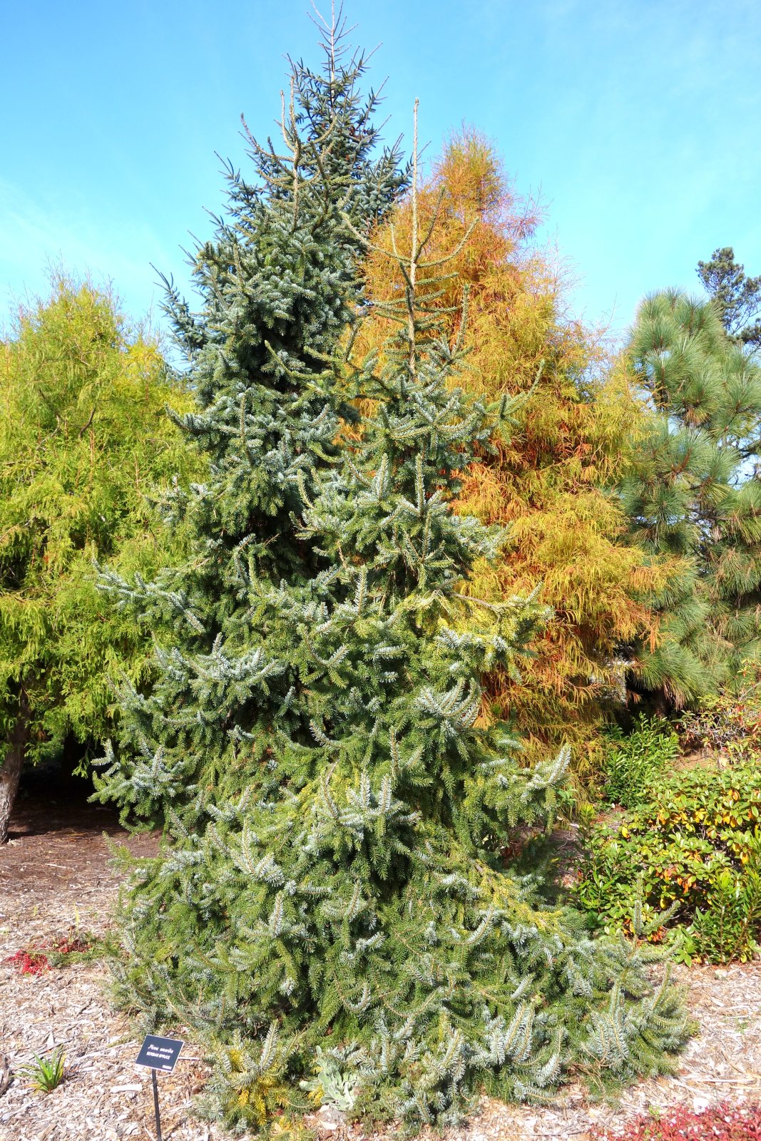 Ель Сербская