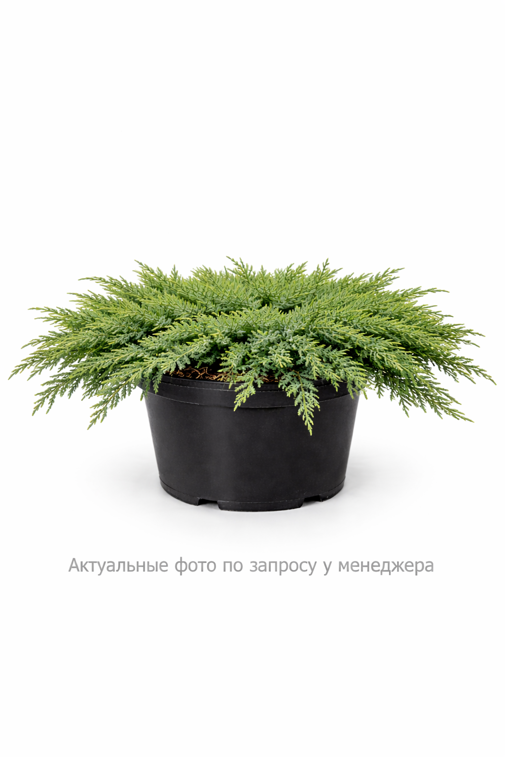 Можжевельник обыкновенный Греен Карпет