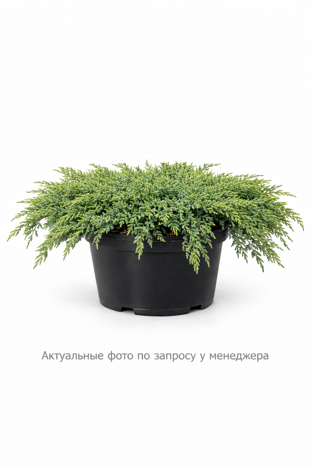 Можжевельник обыкновенный Репанда