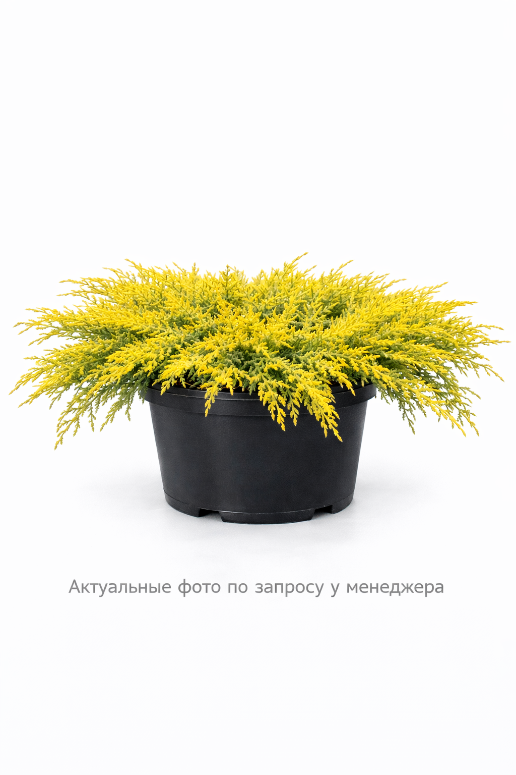 Можжевельник средний Голд Стар
