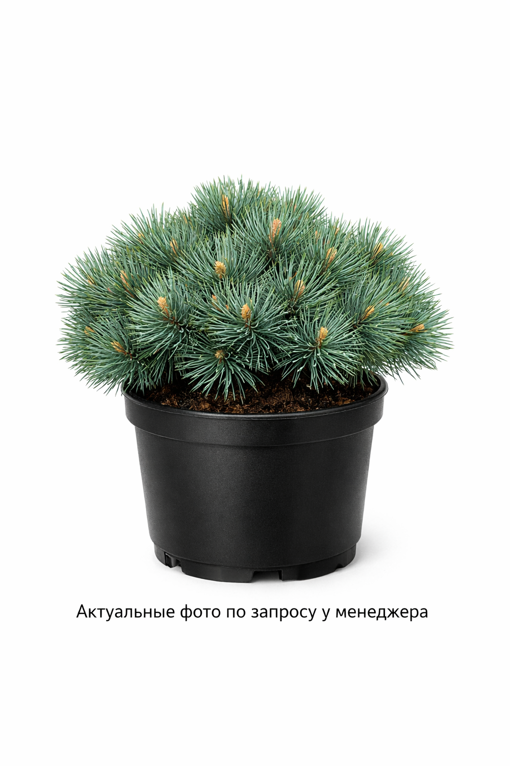Сосна веймутова Блуе Шаг