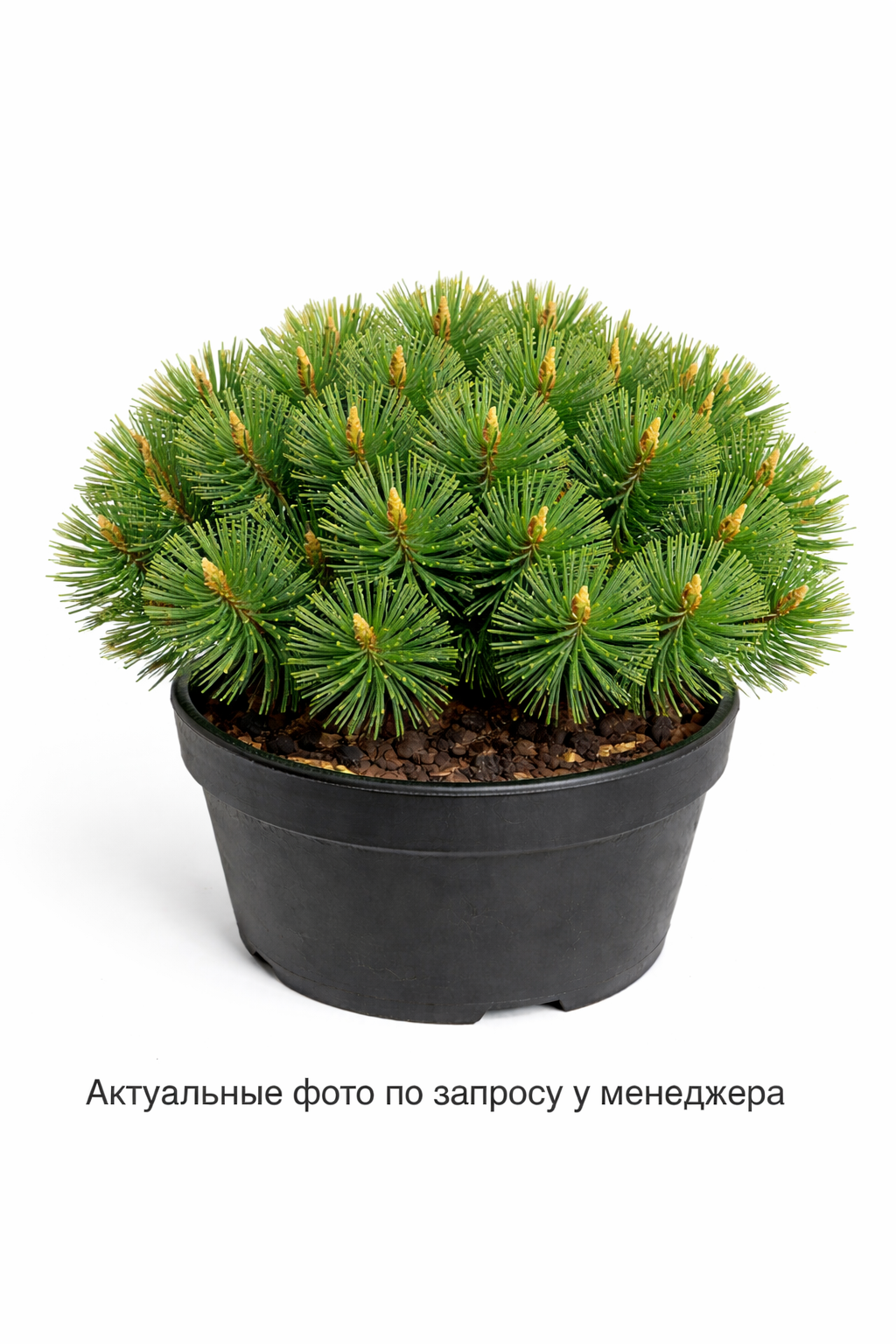 Сосна горная Марч
