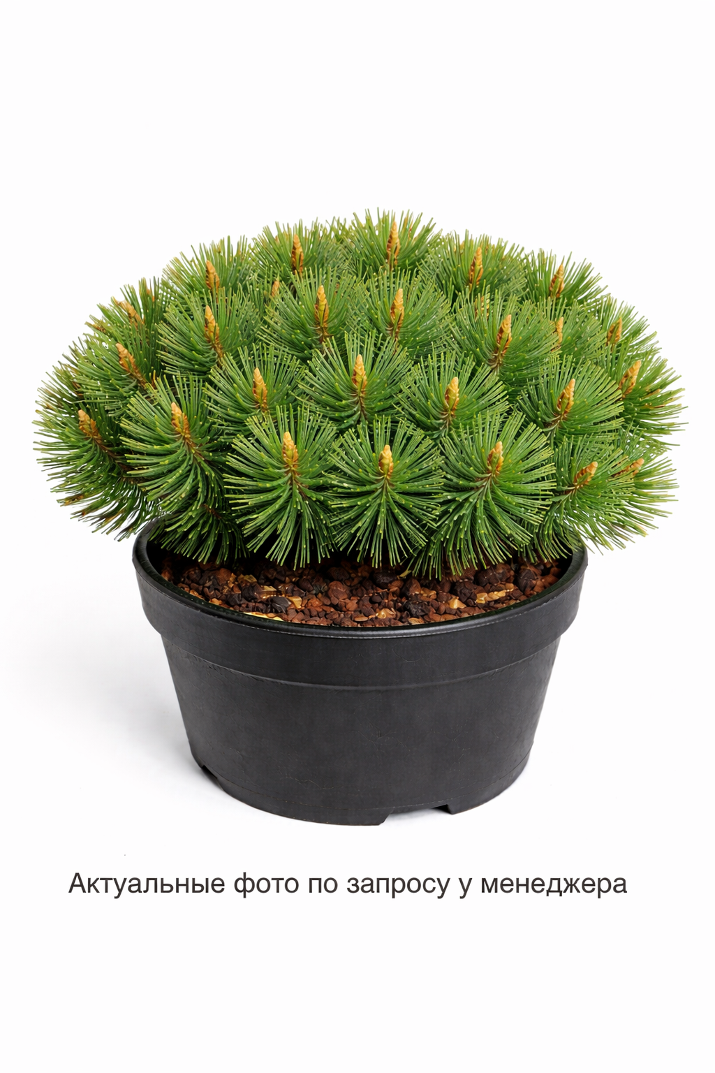 Сосна горная Мопс