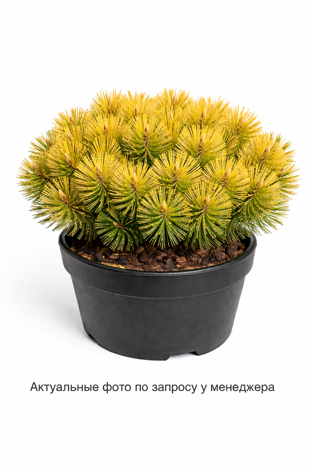 Сосна горная Опхир