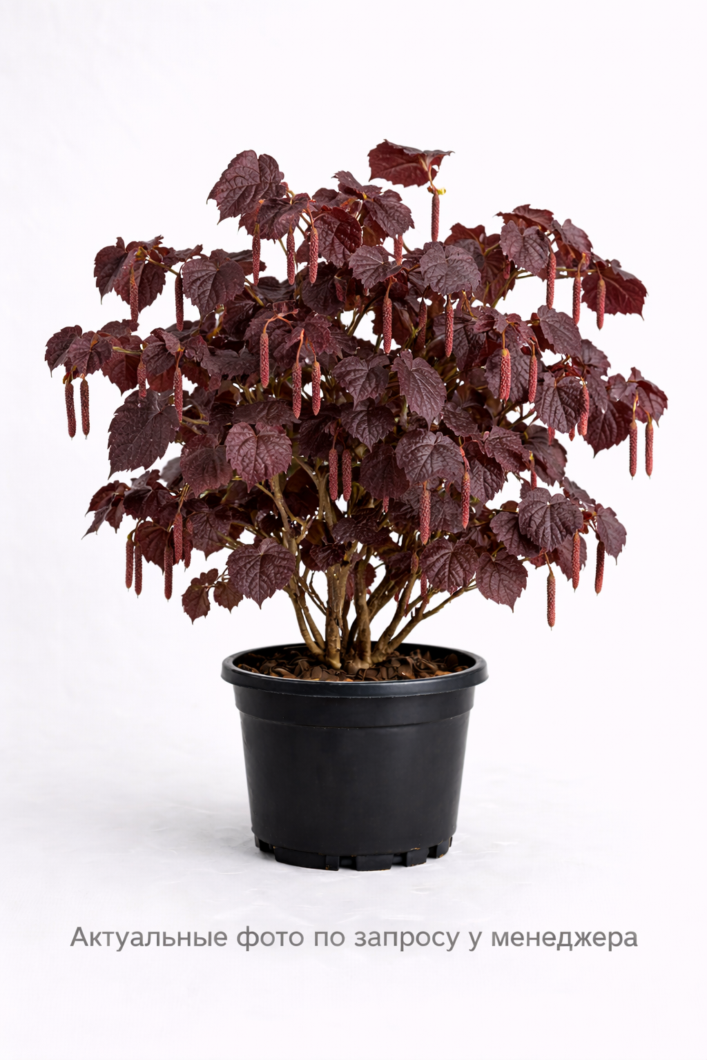 Лещина обыкновенная Red Majestic, (2023 год)