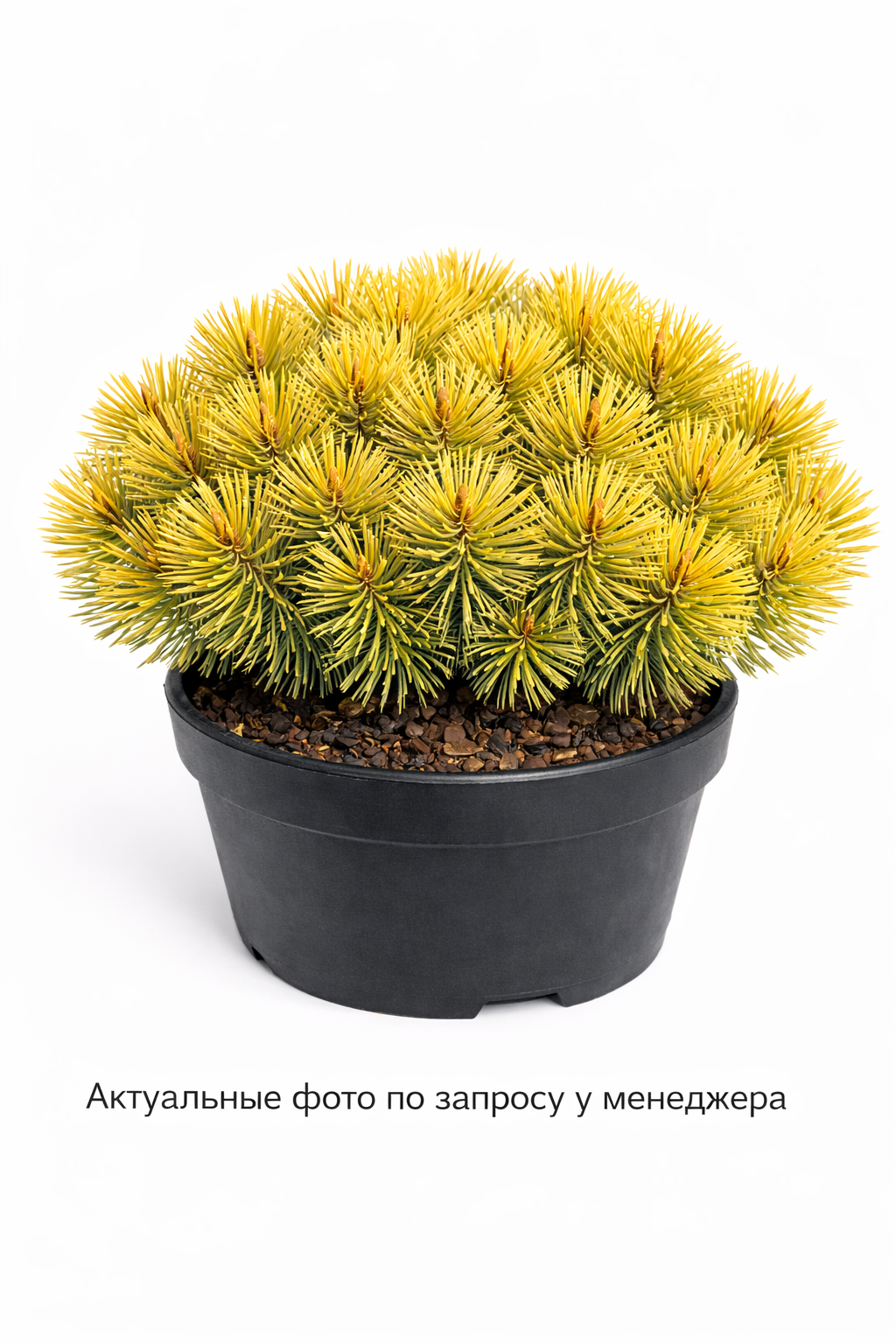 Сосна горная Зундерт