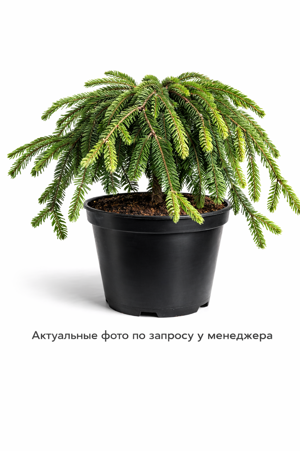 Тсуга канадская Пендула