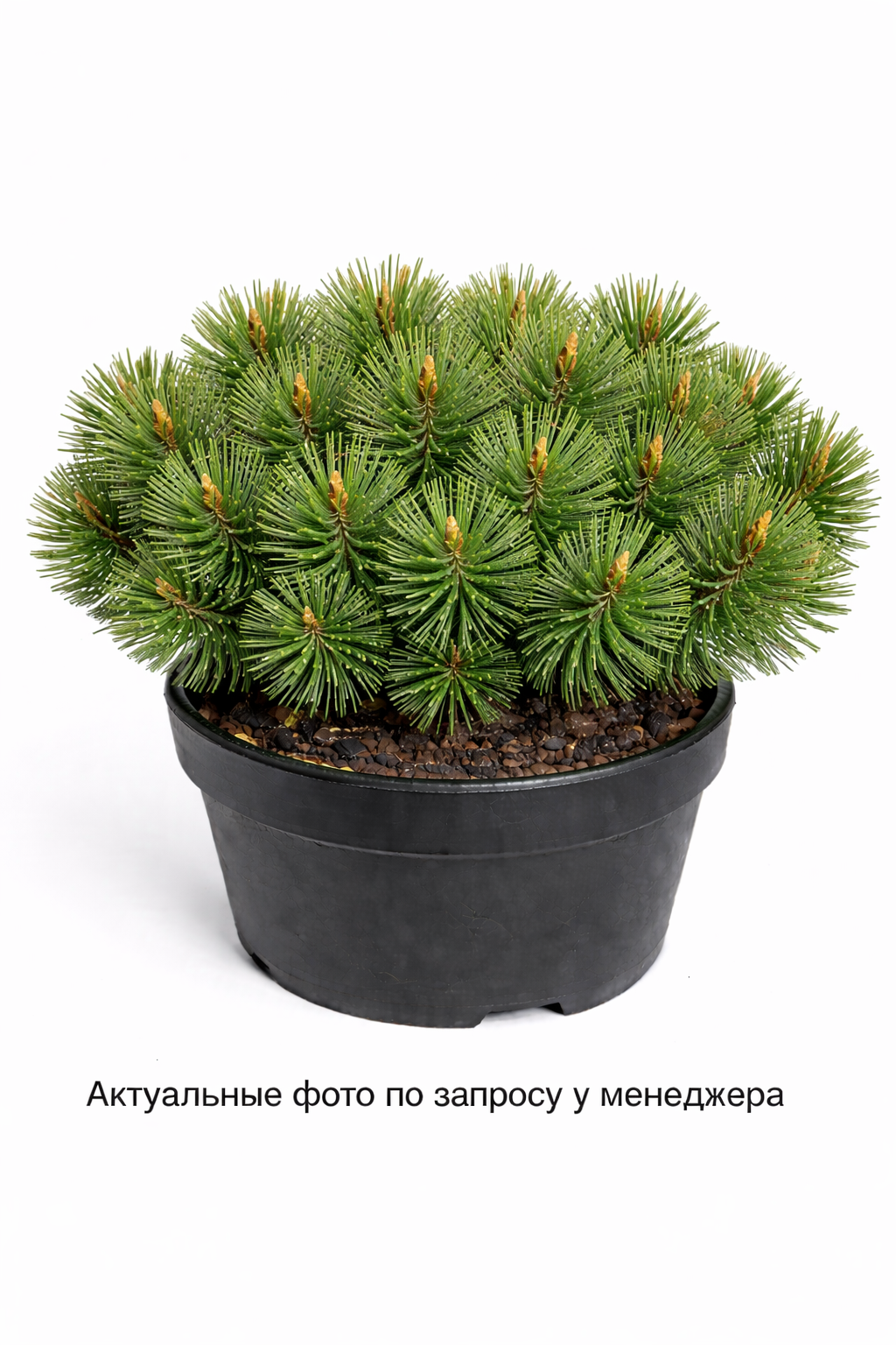Сосна горная мугус