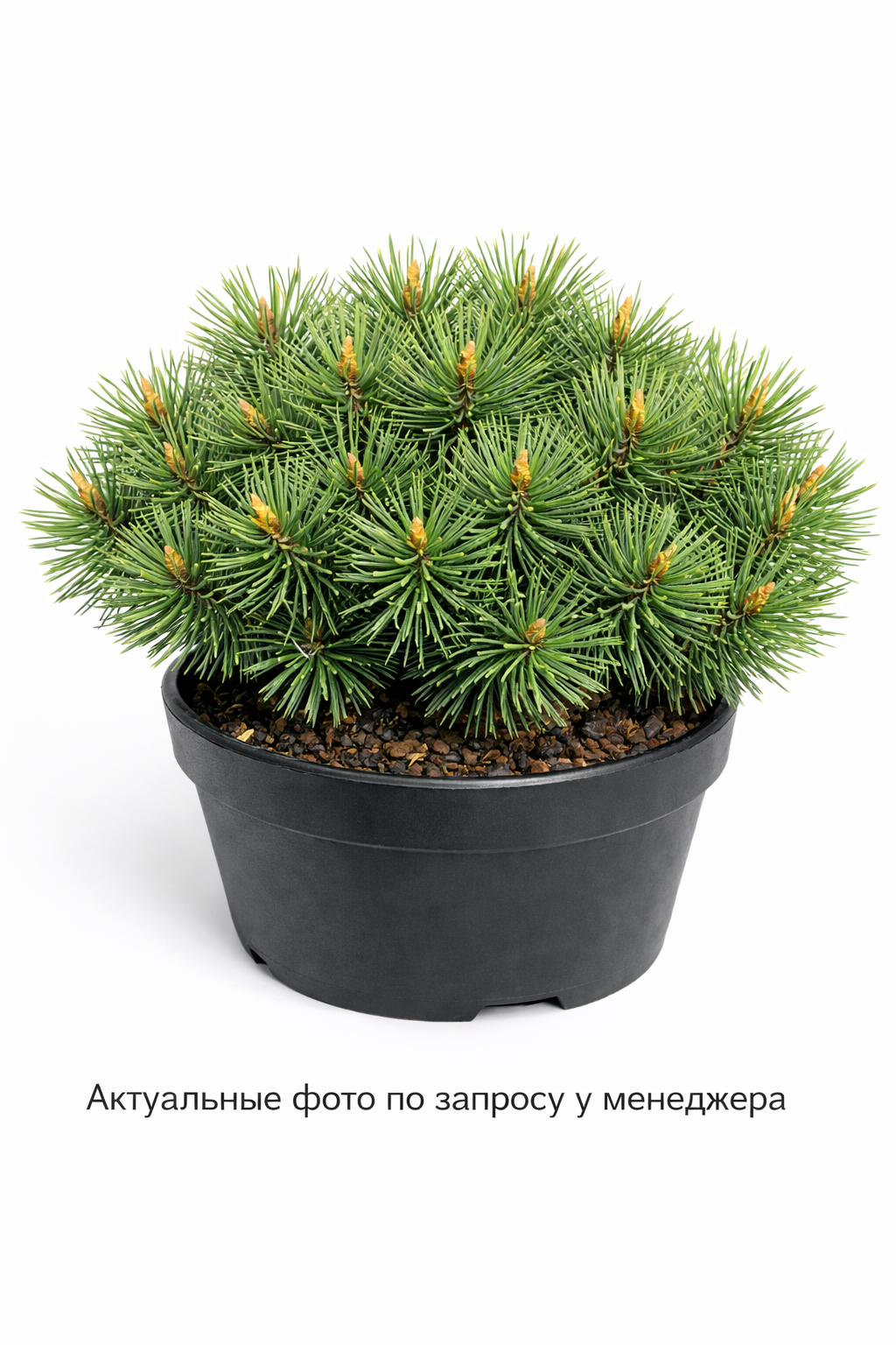 Сосна горная рострата