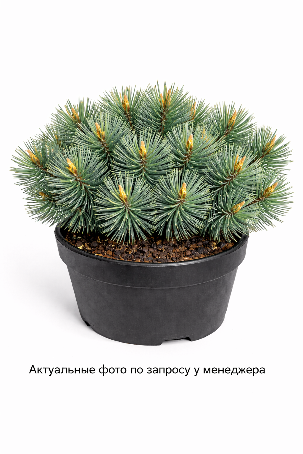 Сосна кедровая корейская Силвераи