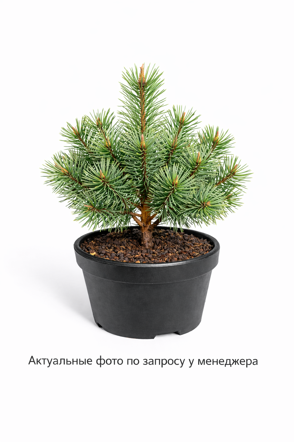 Сосна обыкновенная Норски Тип