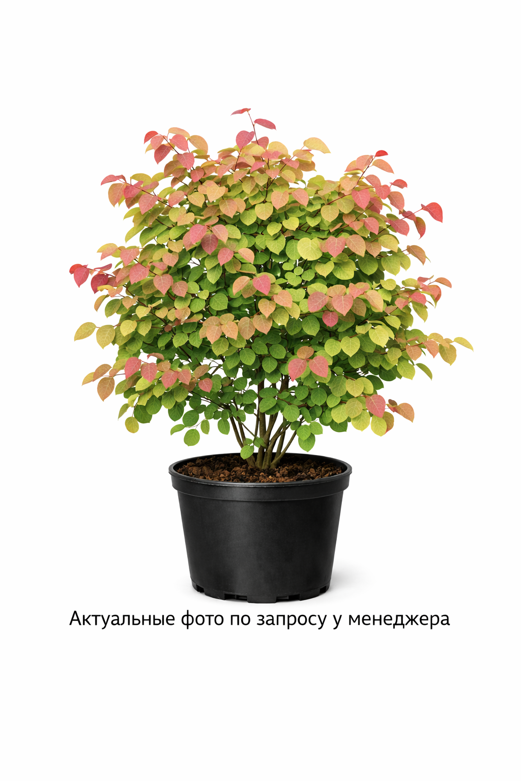 Багрянник японский