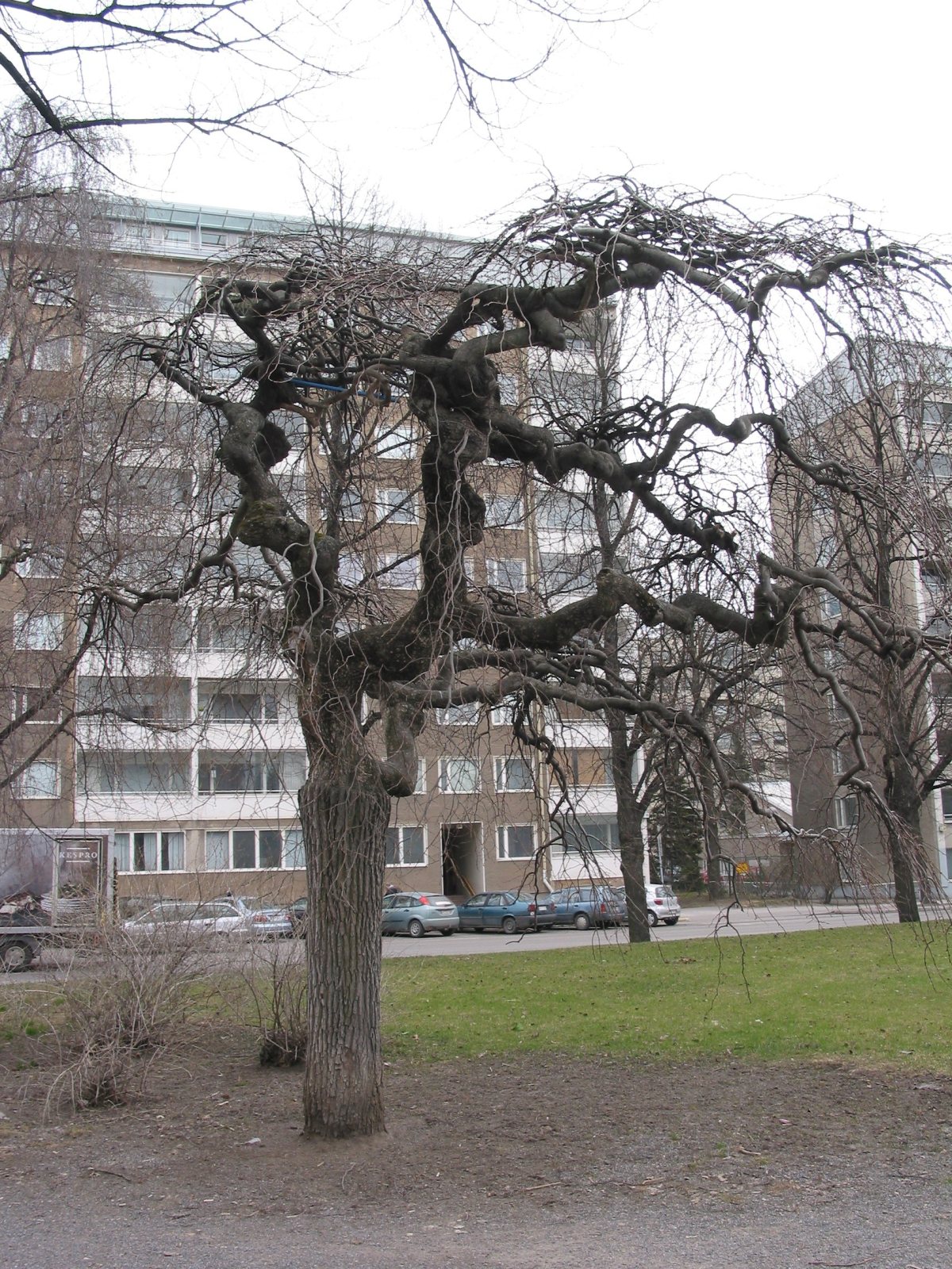 Вяз шершавый Кампердоуни