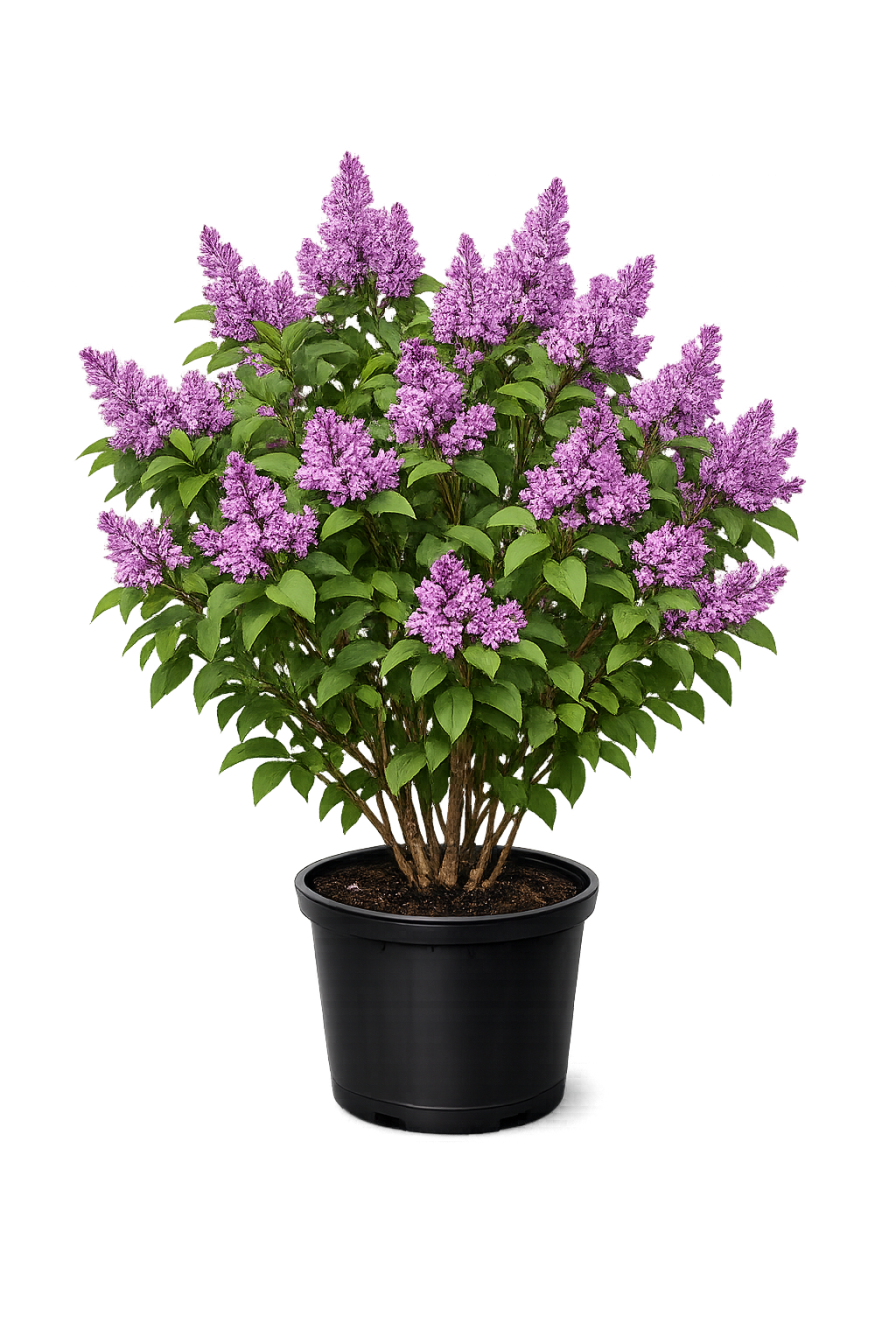 Сирень венгерская, (2024 год)