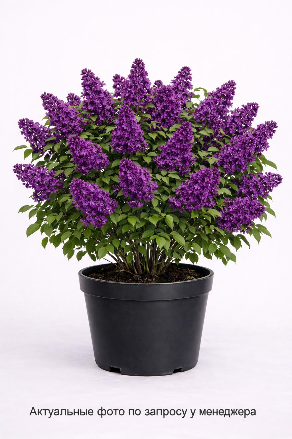 Сирень обыкновенная Andenken an Ludwig Spath, (2024 год)