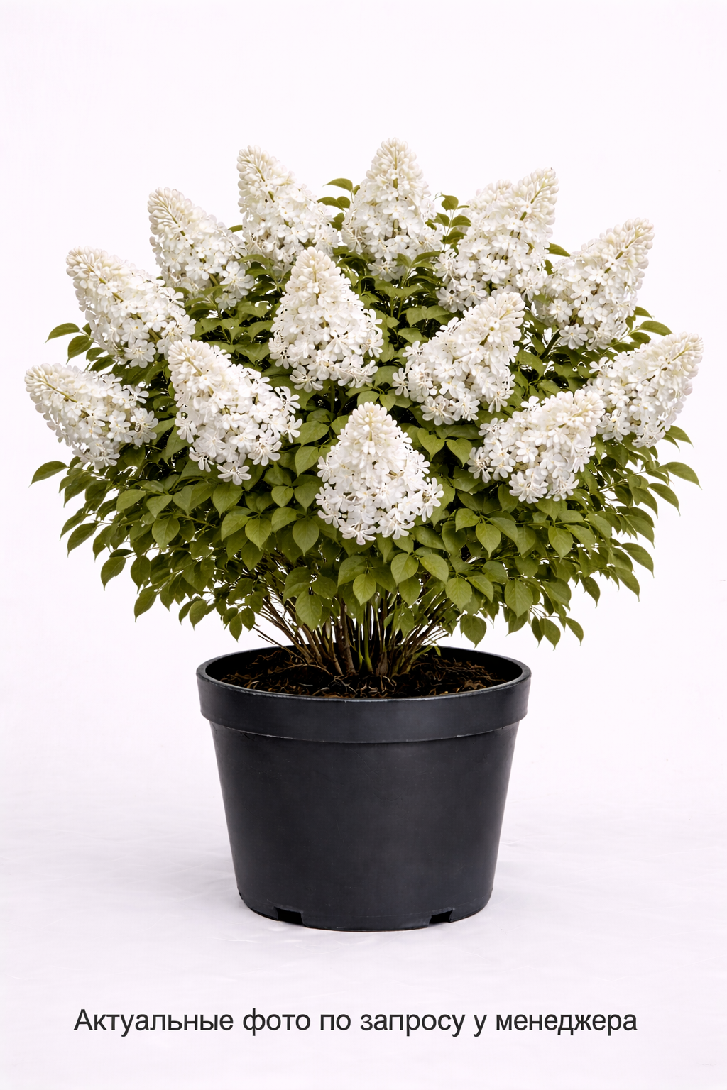 Сирень обыкновенная Mme Lemoine, (2022 год)