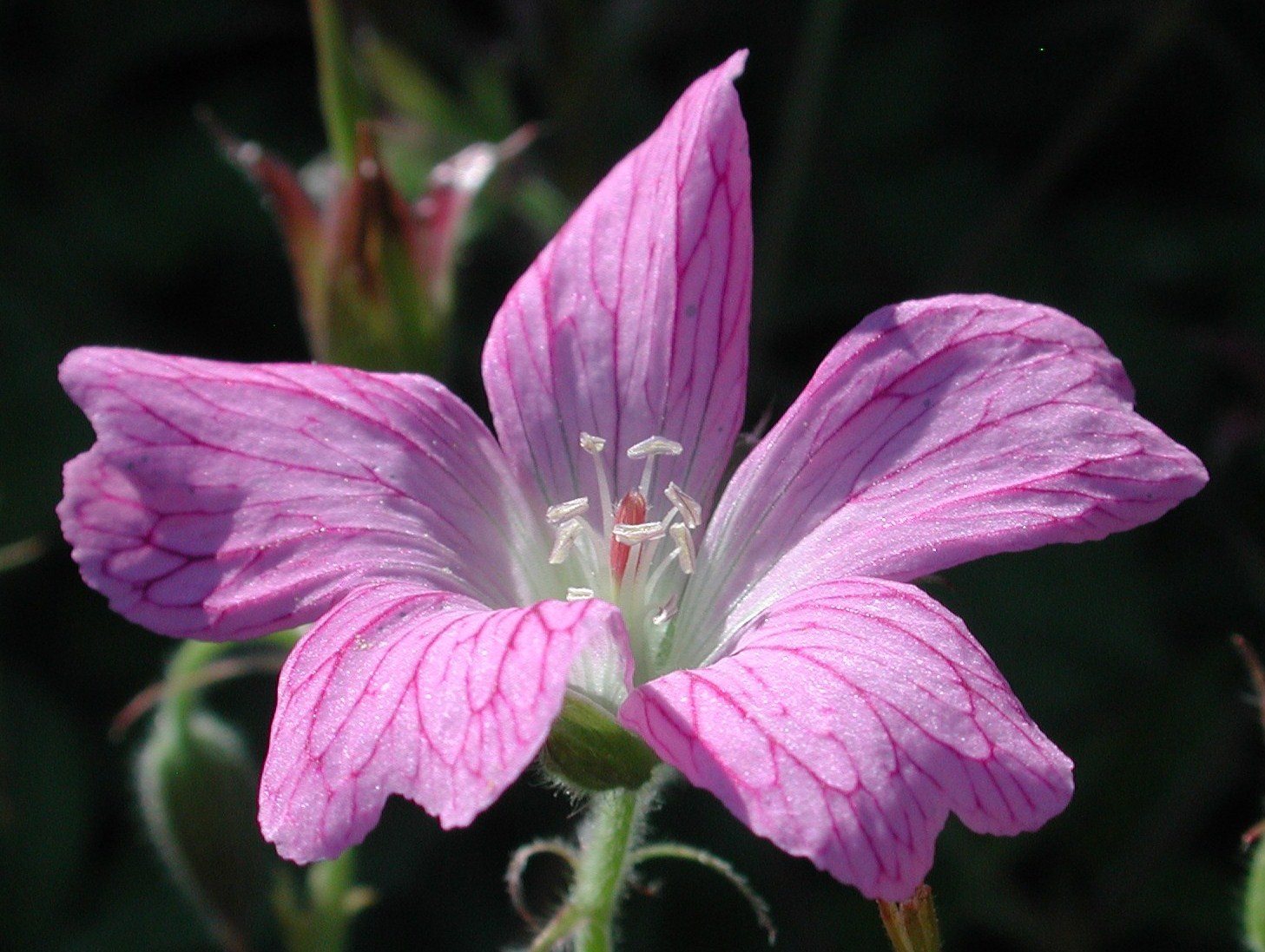 Герань Эндерса Варграве Пинк