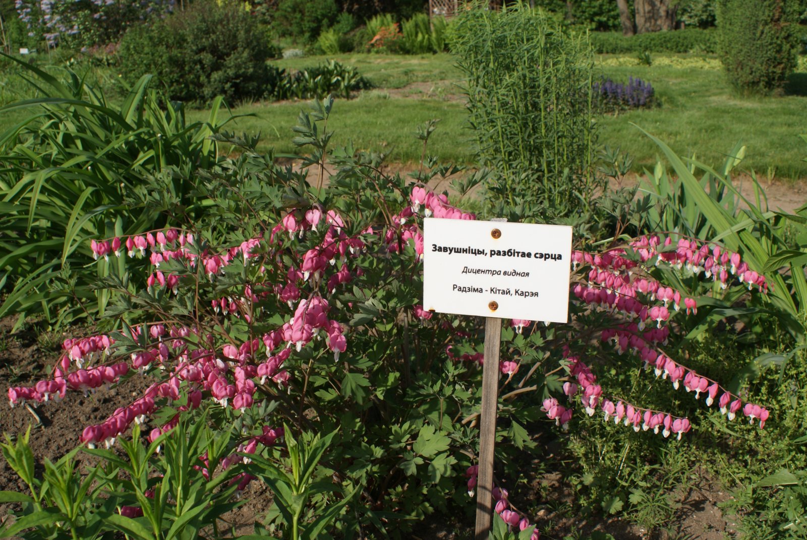 Дицентра великолепная