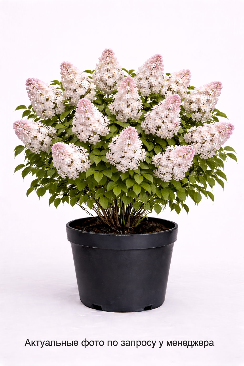 Сирень обыкновенная Красавица Москвы, (2024 год)