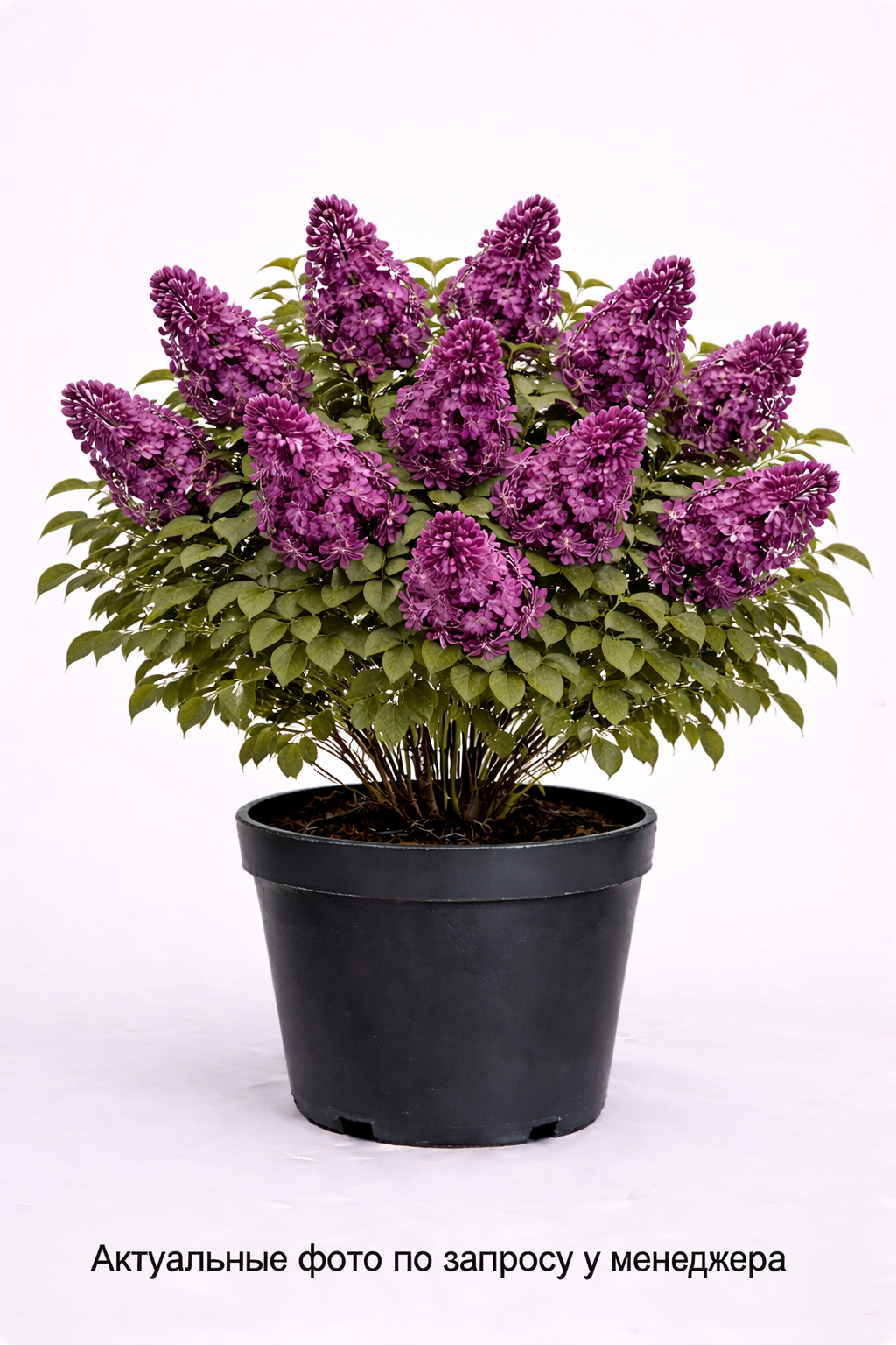 Сирень обыкновенная Мулатка, (2022 год)