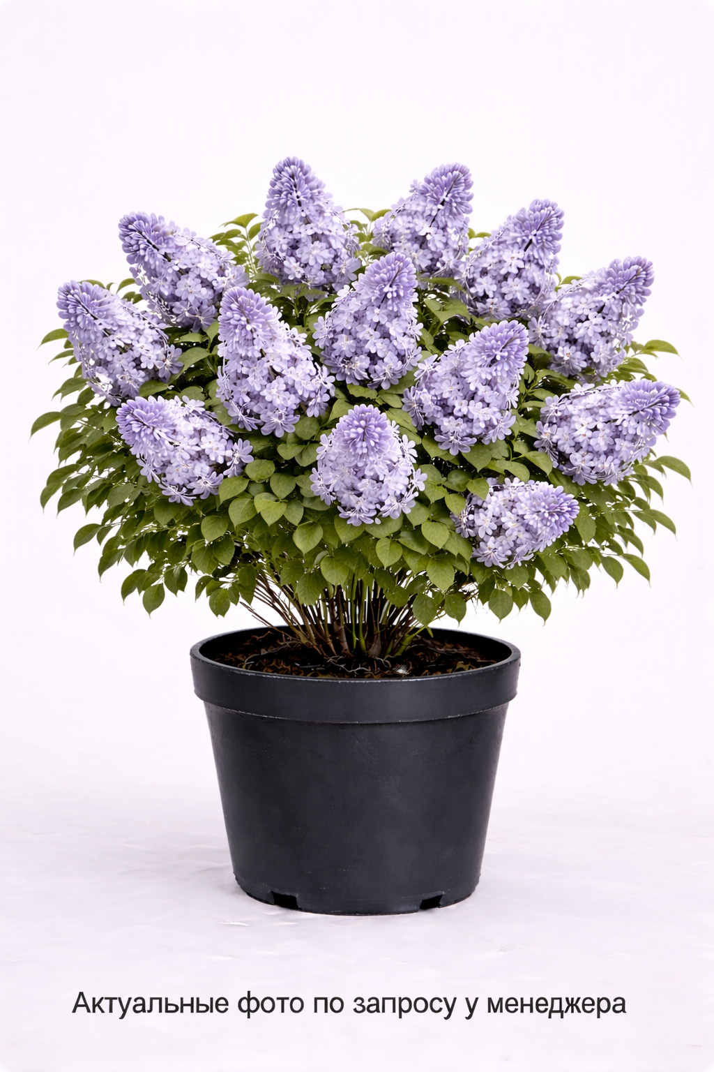 Сирень обыкновенная Надежда, (2023 год)