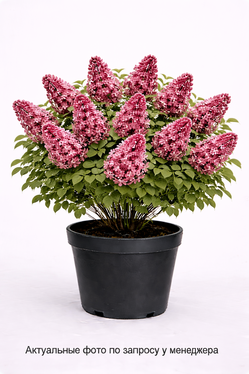 Сирень обыкновенная Огни Донбасса, (2023 год)