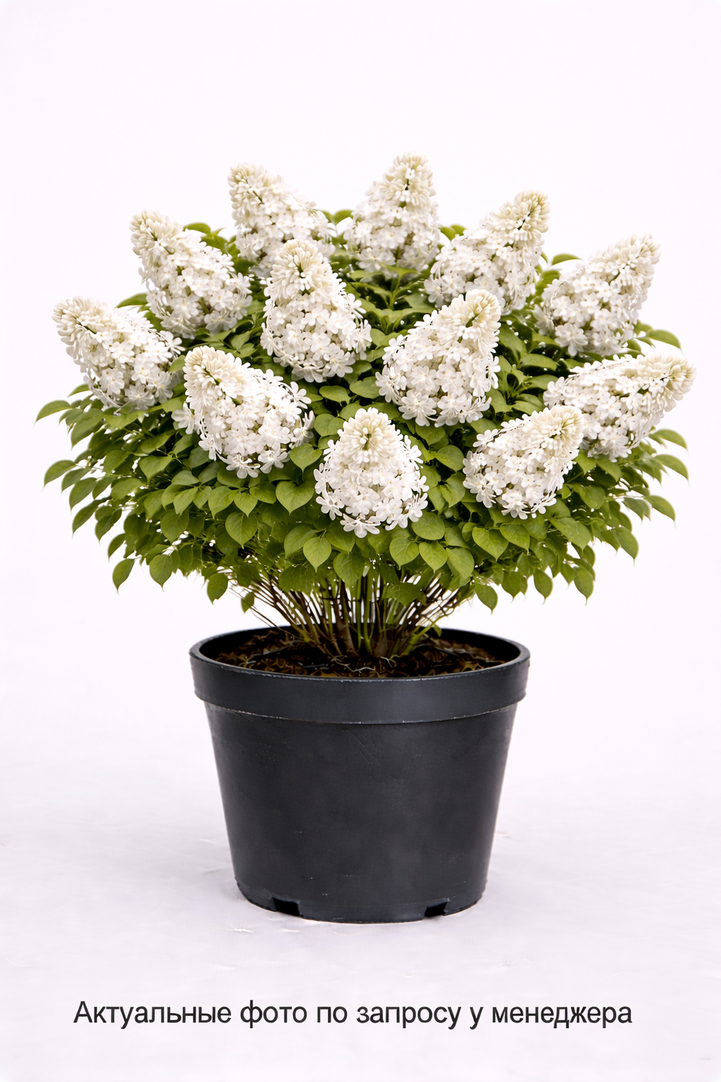 Сирень обыкновенная Олимпиада Колесникова, (2024 год)