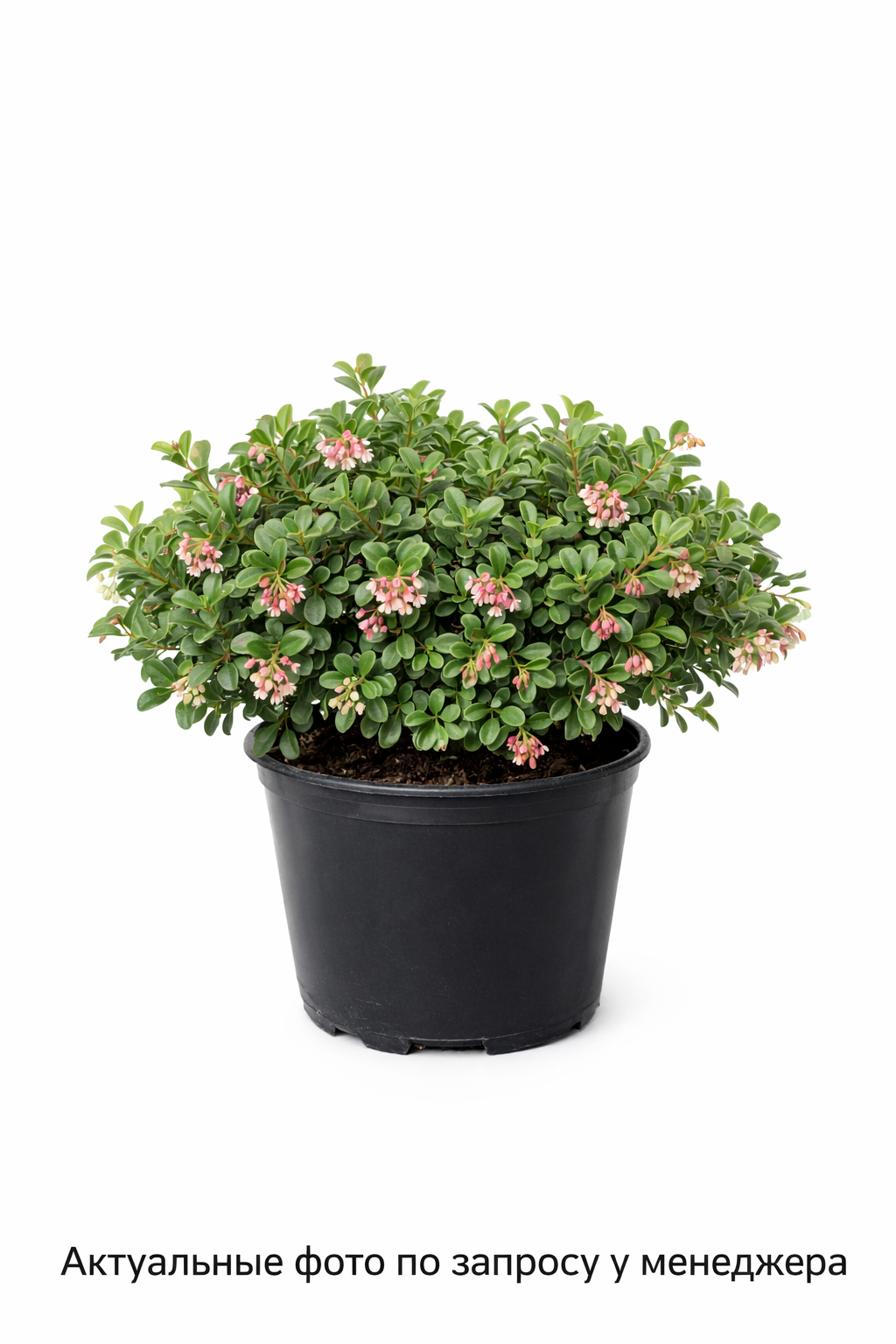 Толокнянка обыкновенная, (2024 год)