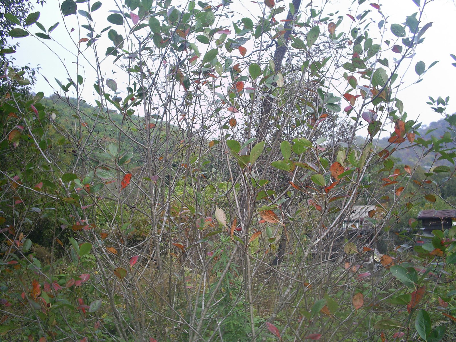 Арония черноплодная