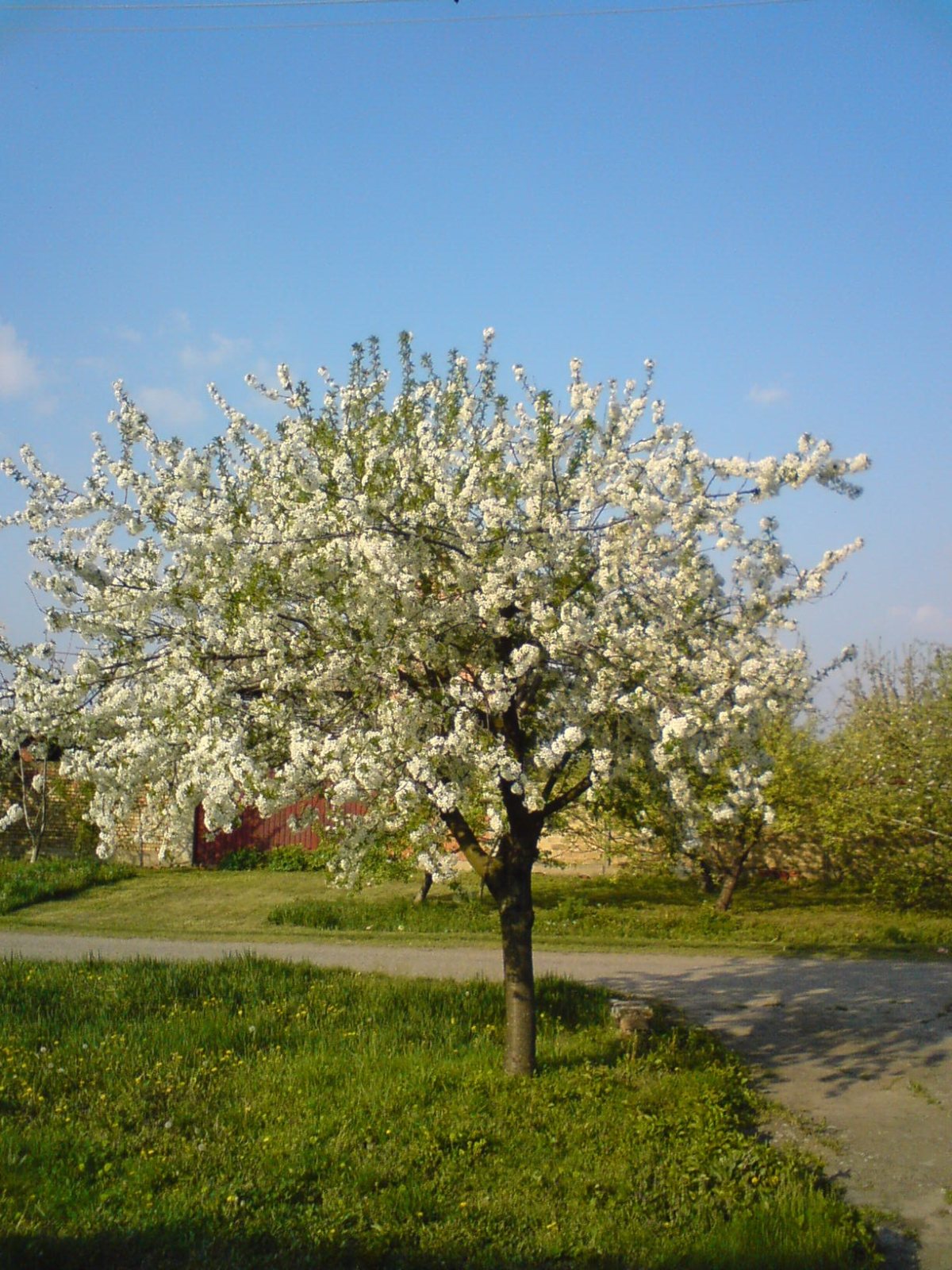 Вишня Варёморелли