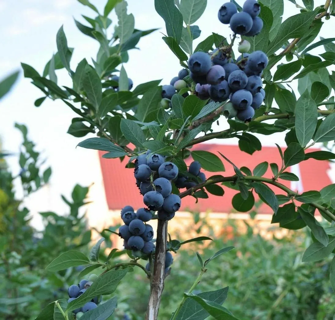 Черника щитковая Блуеголд