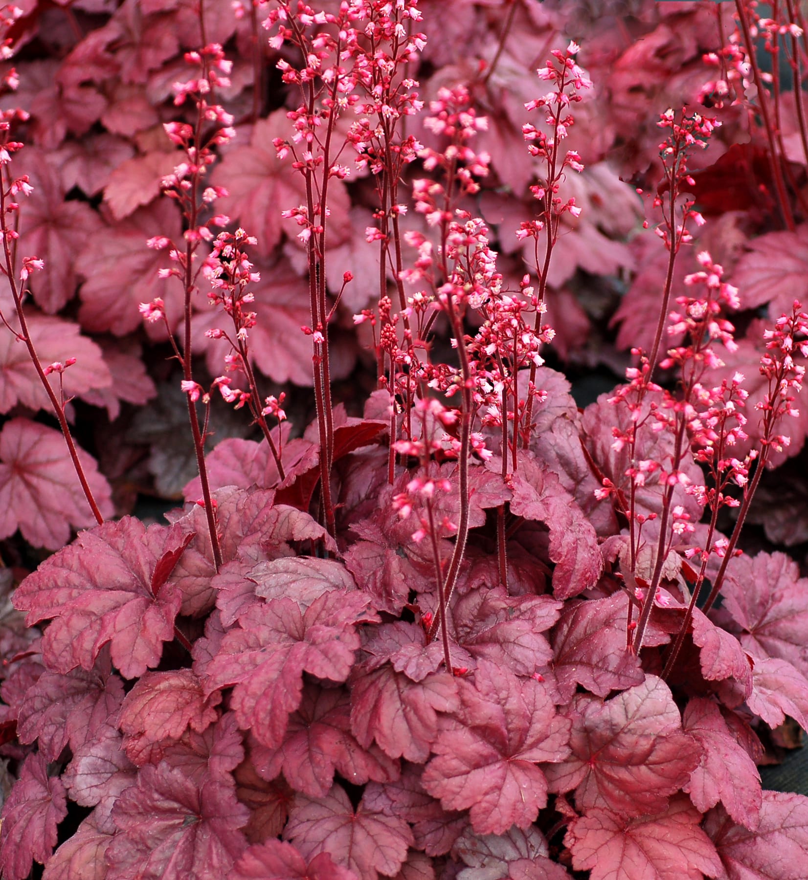Гейхера Грапе Сода