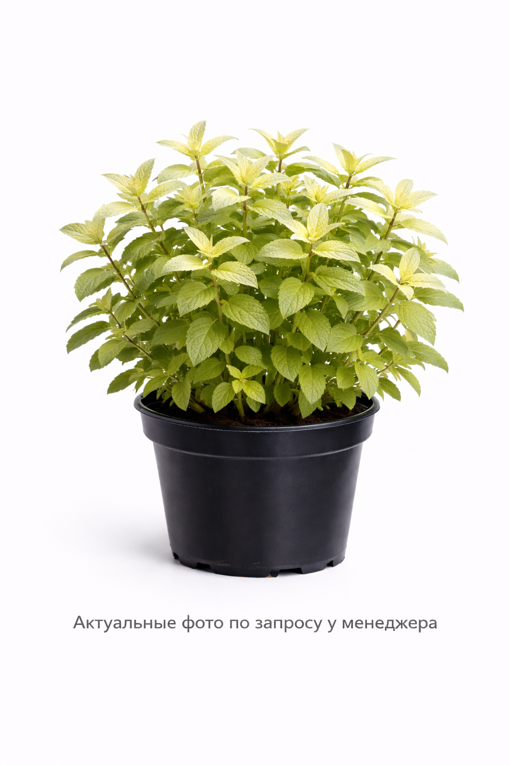 Мята ванильная